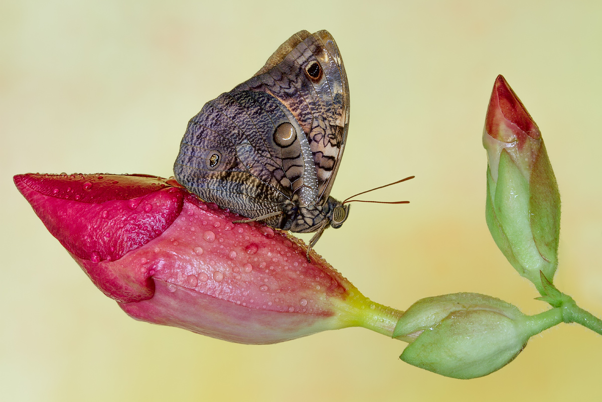 Caligo martia