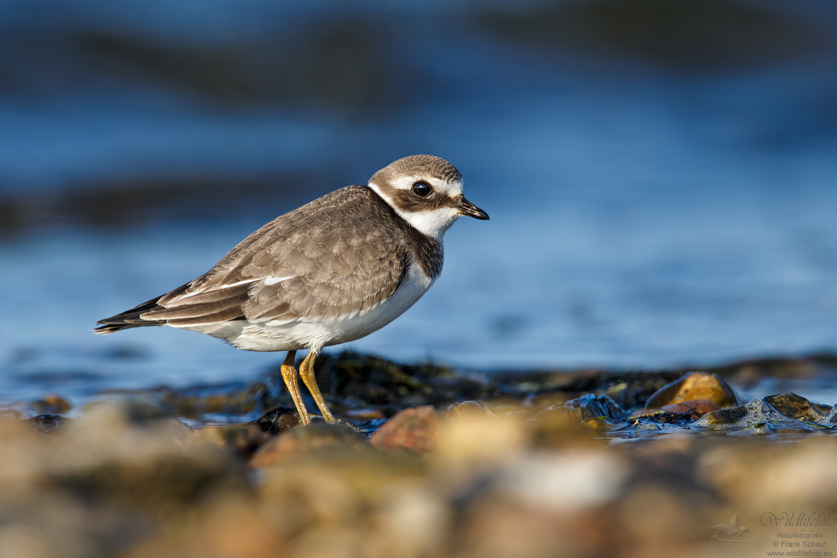  - image::Frank_Schauf_vogel_watvogel_tier_sandregenpfeifer_regenpfeiferartige_limikolen