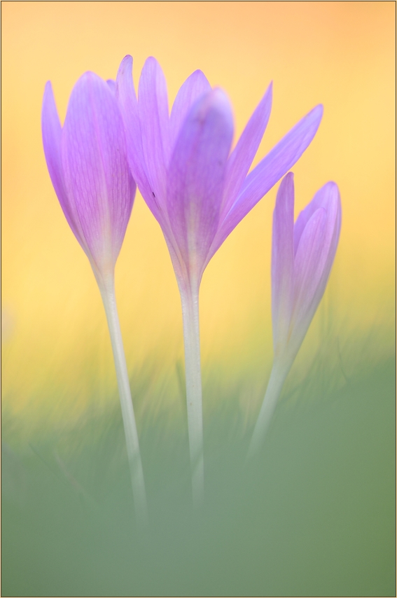 f l o w e r s