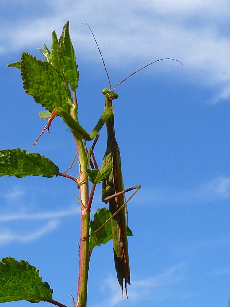 Mantis religiosa - die Europäische Gottesanbeterin