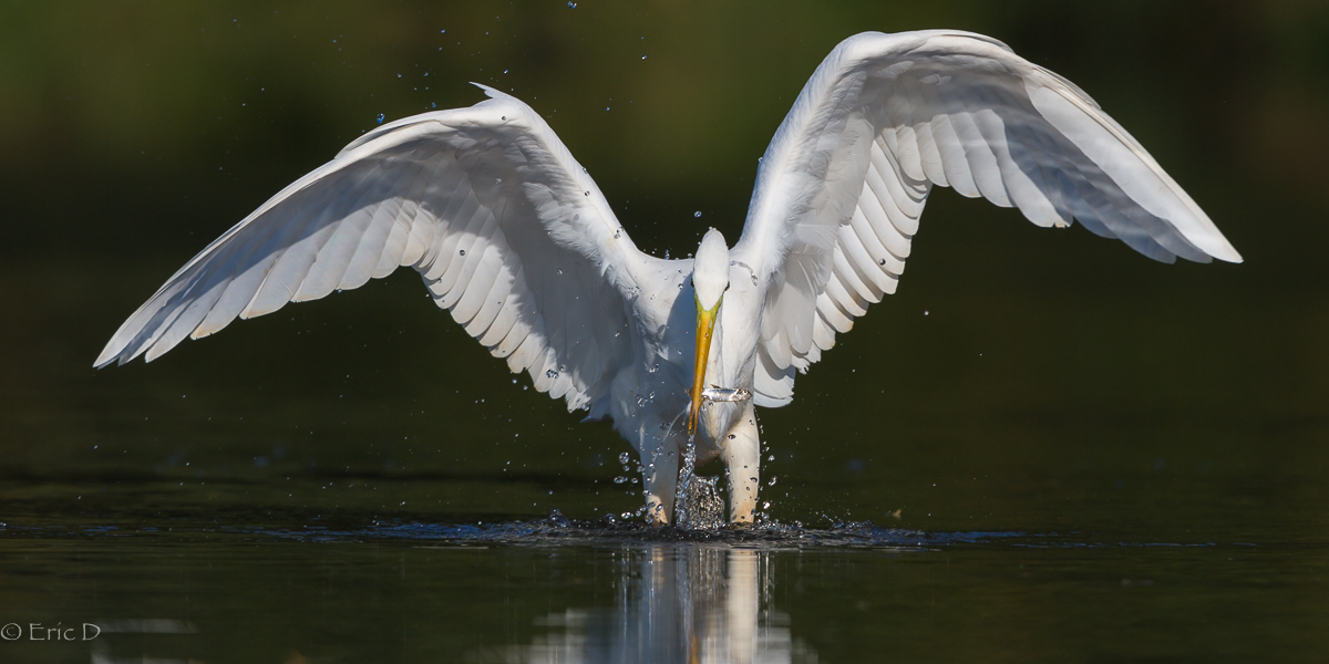 Catch the Fish