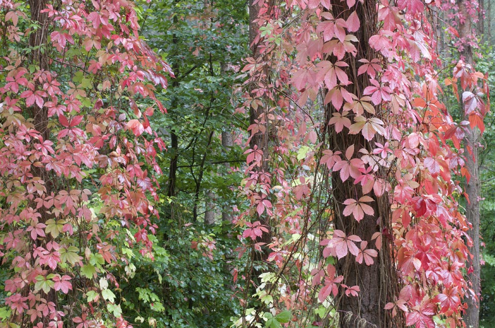 Herbstfarben