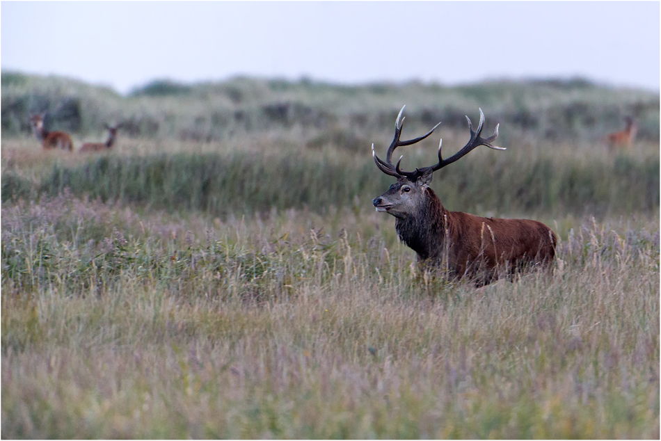 Brunft in den Dünen