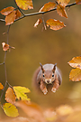 Run Forest.......