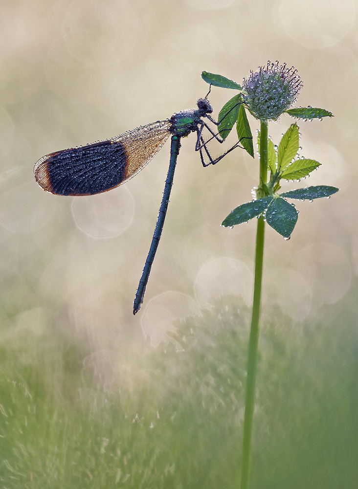 "Calopteryx splendens"