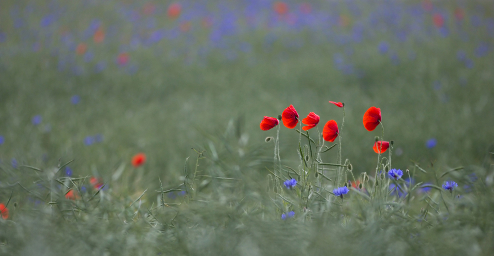 Mohn mal anders