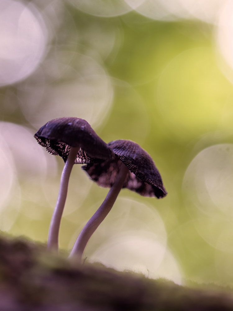 Tintlinge (Coprinus sensu lato)