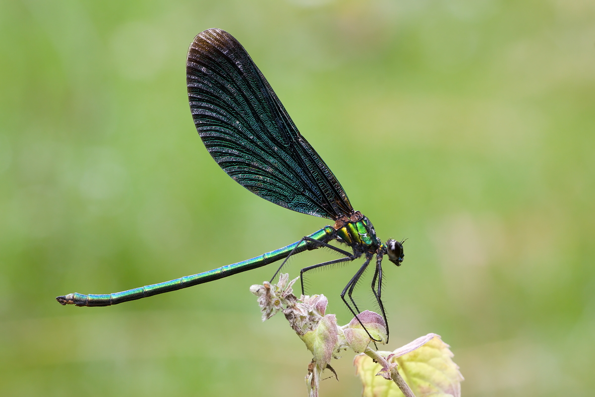 Calopteryx virgo - Blauflügel-Prachtlibelle - Männchen