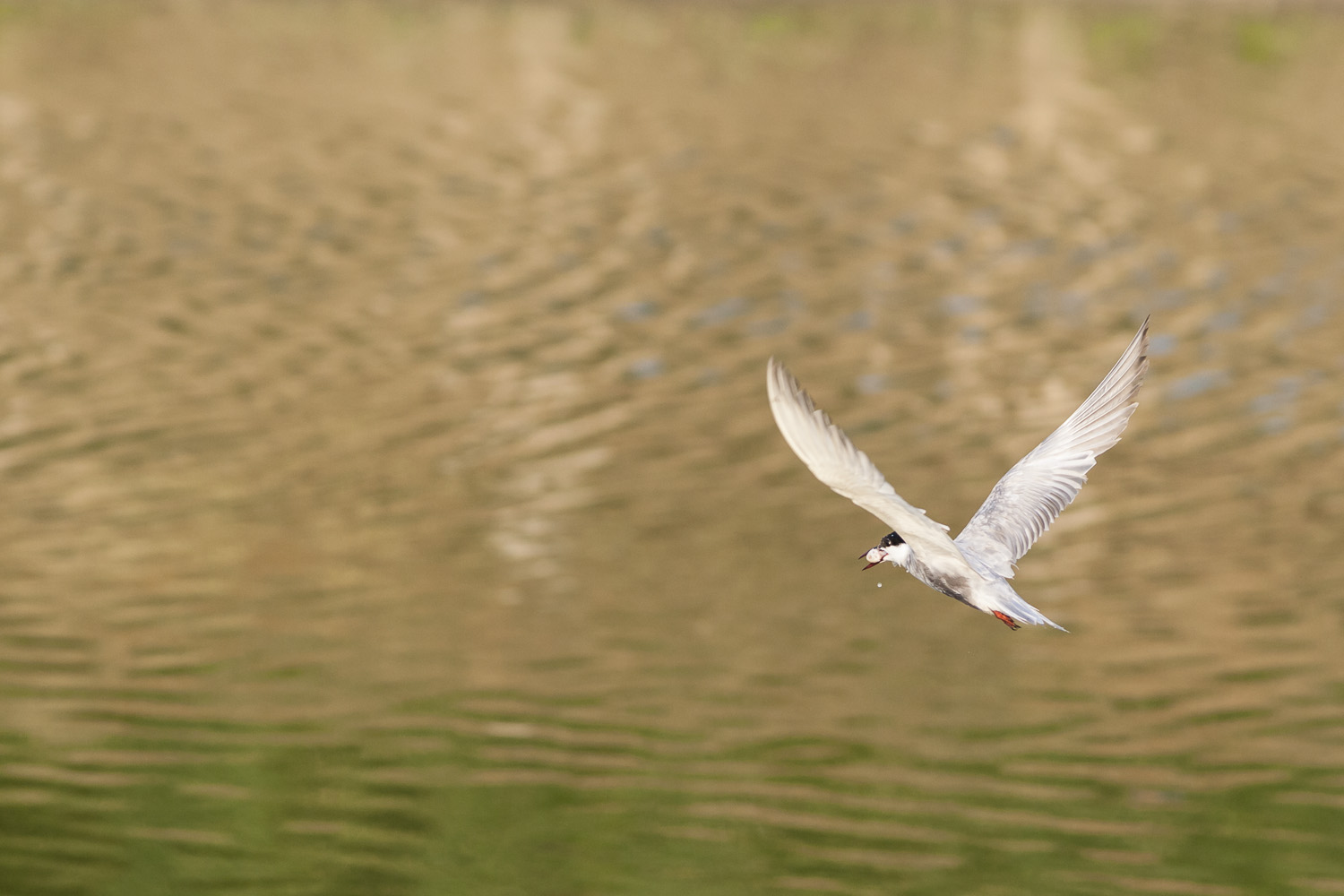 Seeschwalbe mit Beute