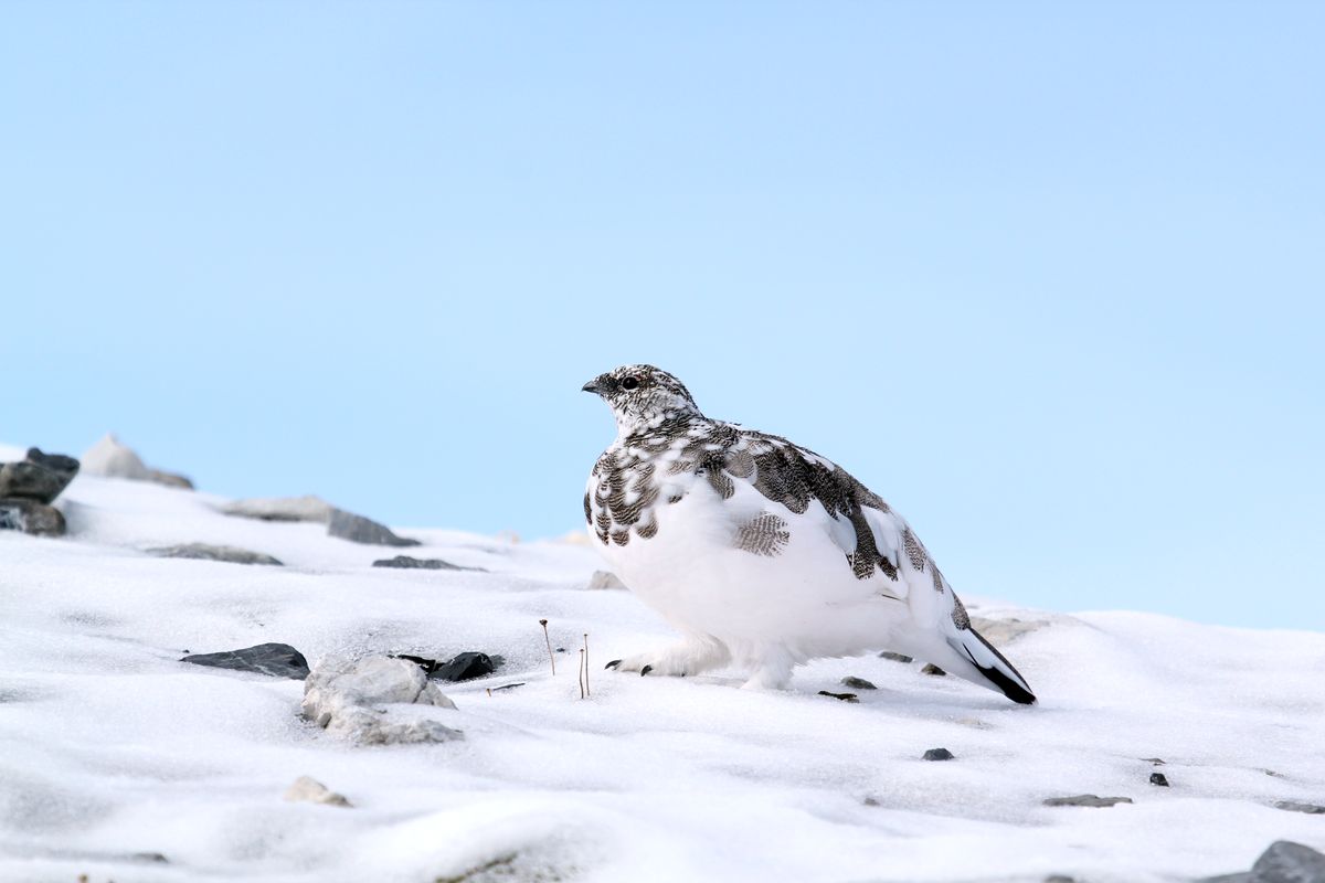 Alpenschneehuhn