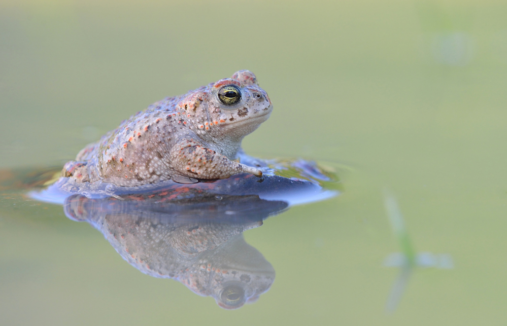 Bufo calamita