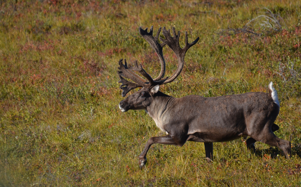 Karibu im Denali-Nationalpark