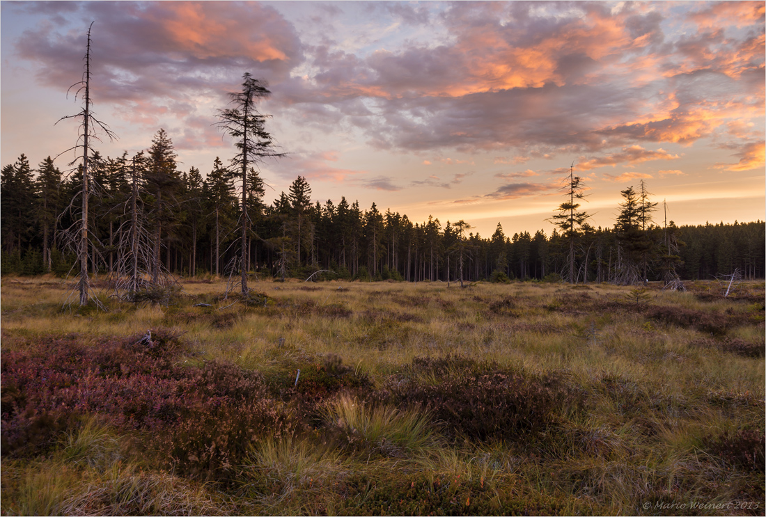 Zum Sonnenaufgang im Moor