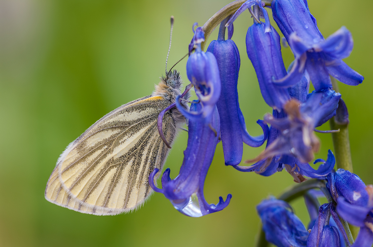 Rapsweissling auf blue bells