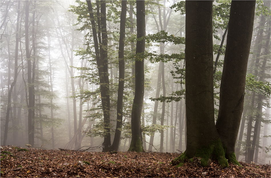 Nebel im Buchenwald