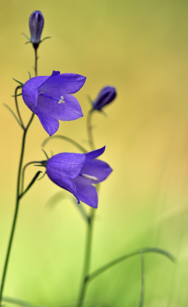 Rundblättrige Glockenblume (Campanula rotundifolia)