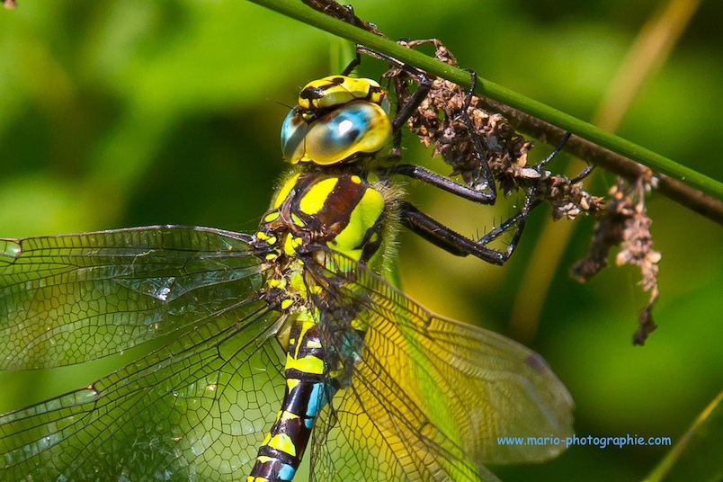 Blaugrüne Mosaikjungfer – Aeshna cyanea