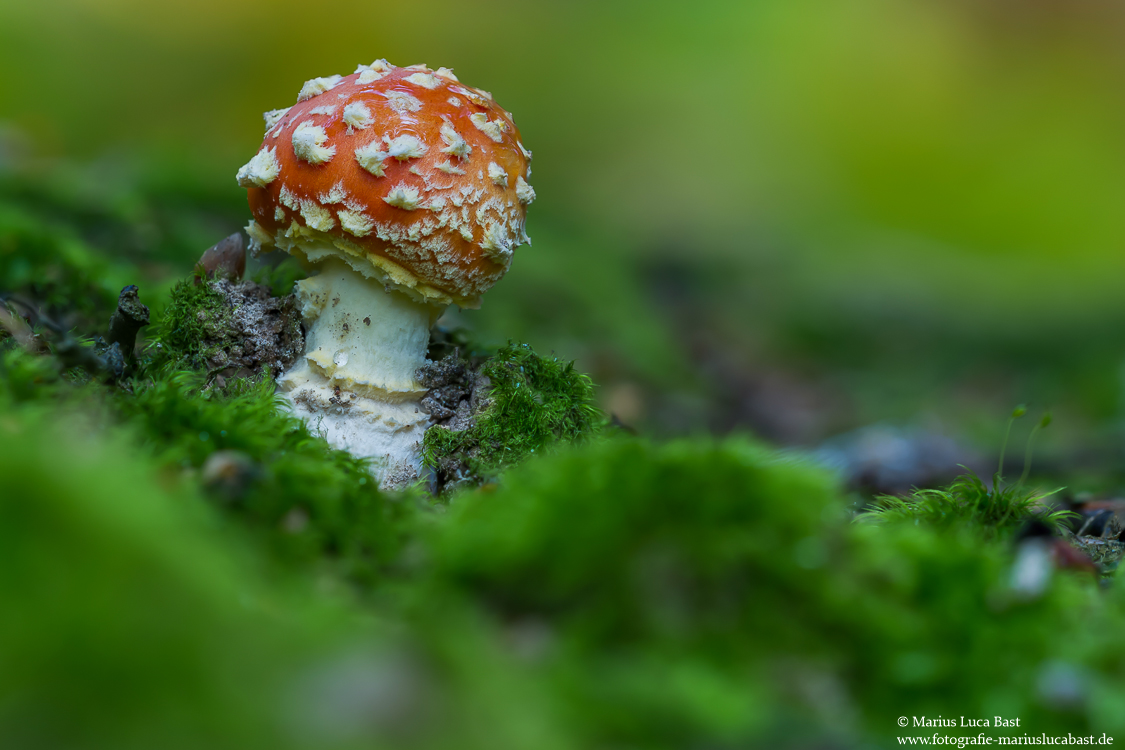 Fliegenpilz (Amanita muscaria)