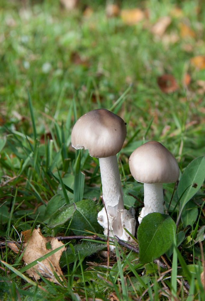 Pilz