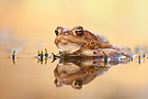 toad