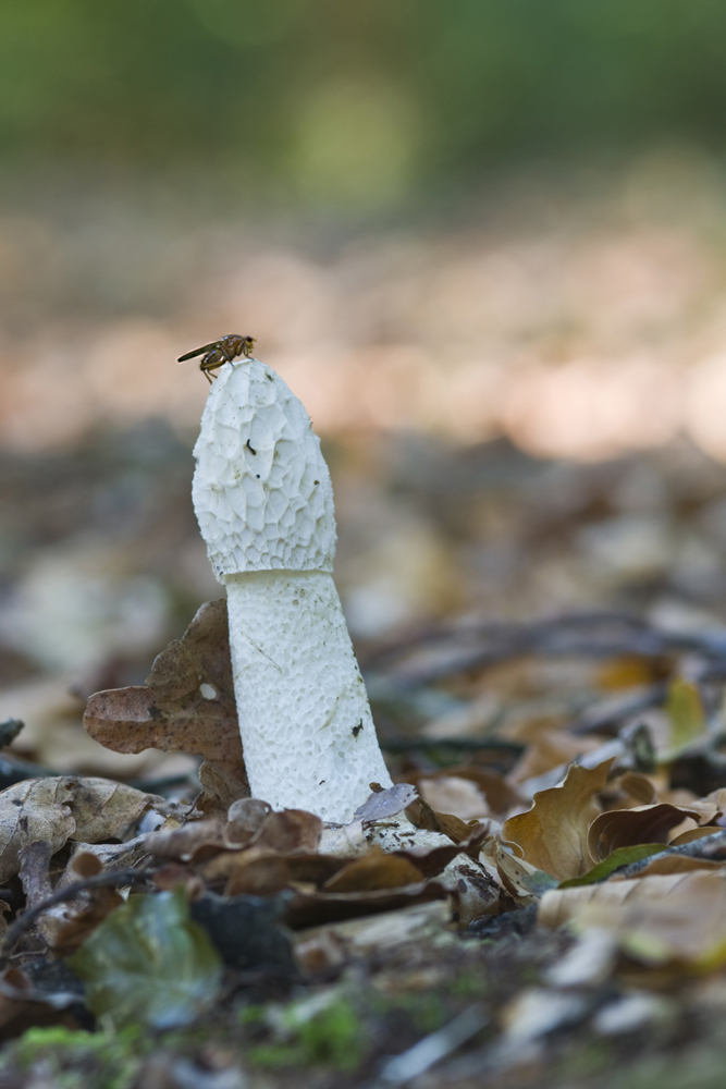 "Fliegen Besuch"