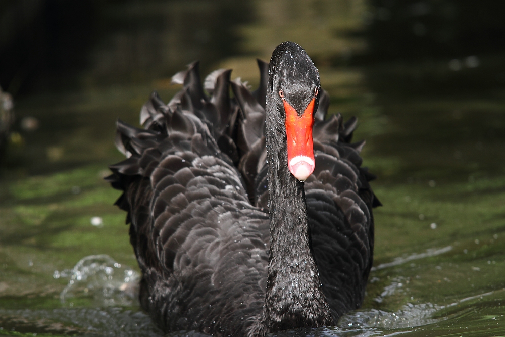 Trauerschwan (Forum für Naturfotografen)