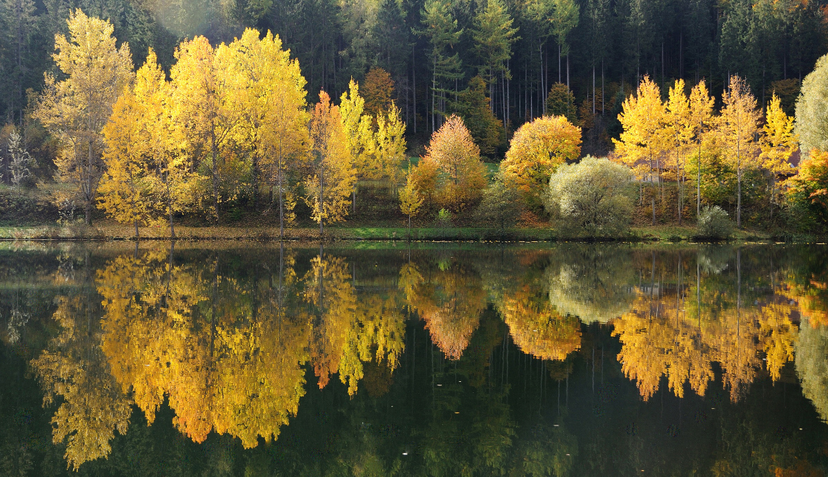 Und kommt die goldene Herbsteszeit...