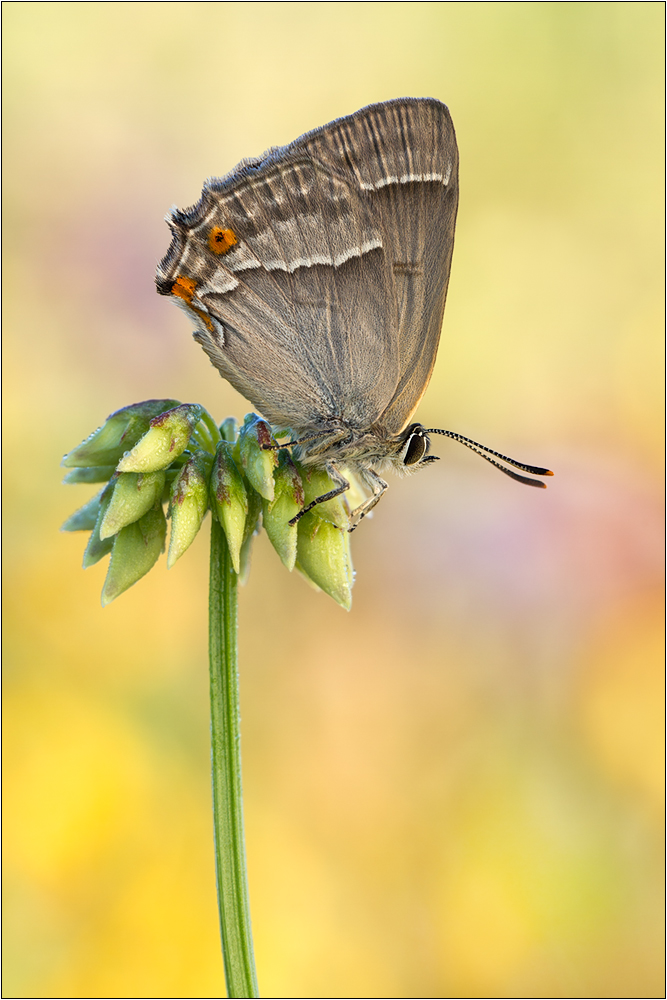 Blauer Eichenzipfelfalter (Favonius quercus)