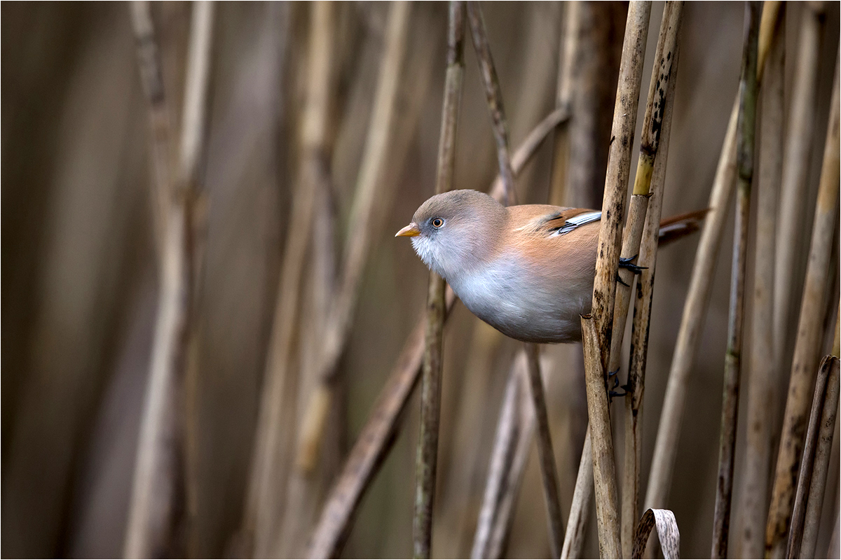 Bartmeise (Panurus biarmicus ) reload