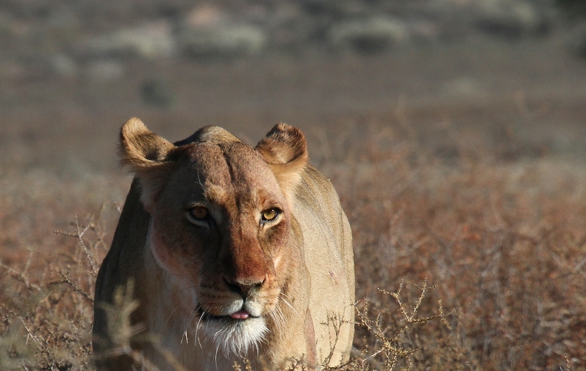 Sie kommt vom Riss - Nossop Bitterpan Kgalagadi N.P.