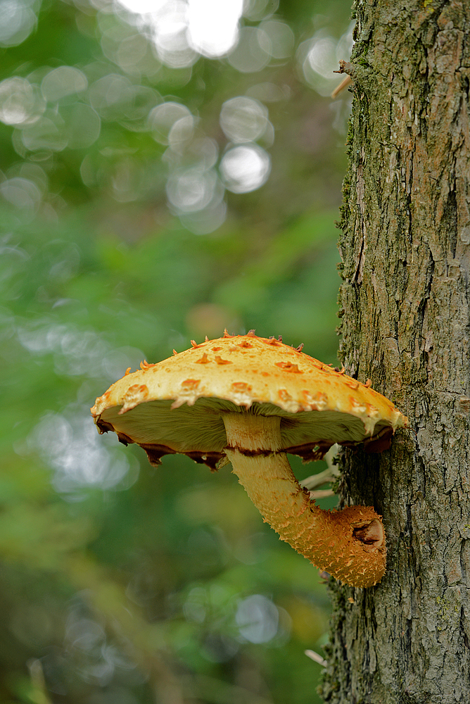 neues Leben aus totem Holz? II