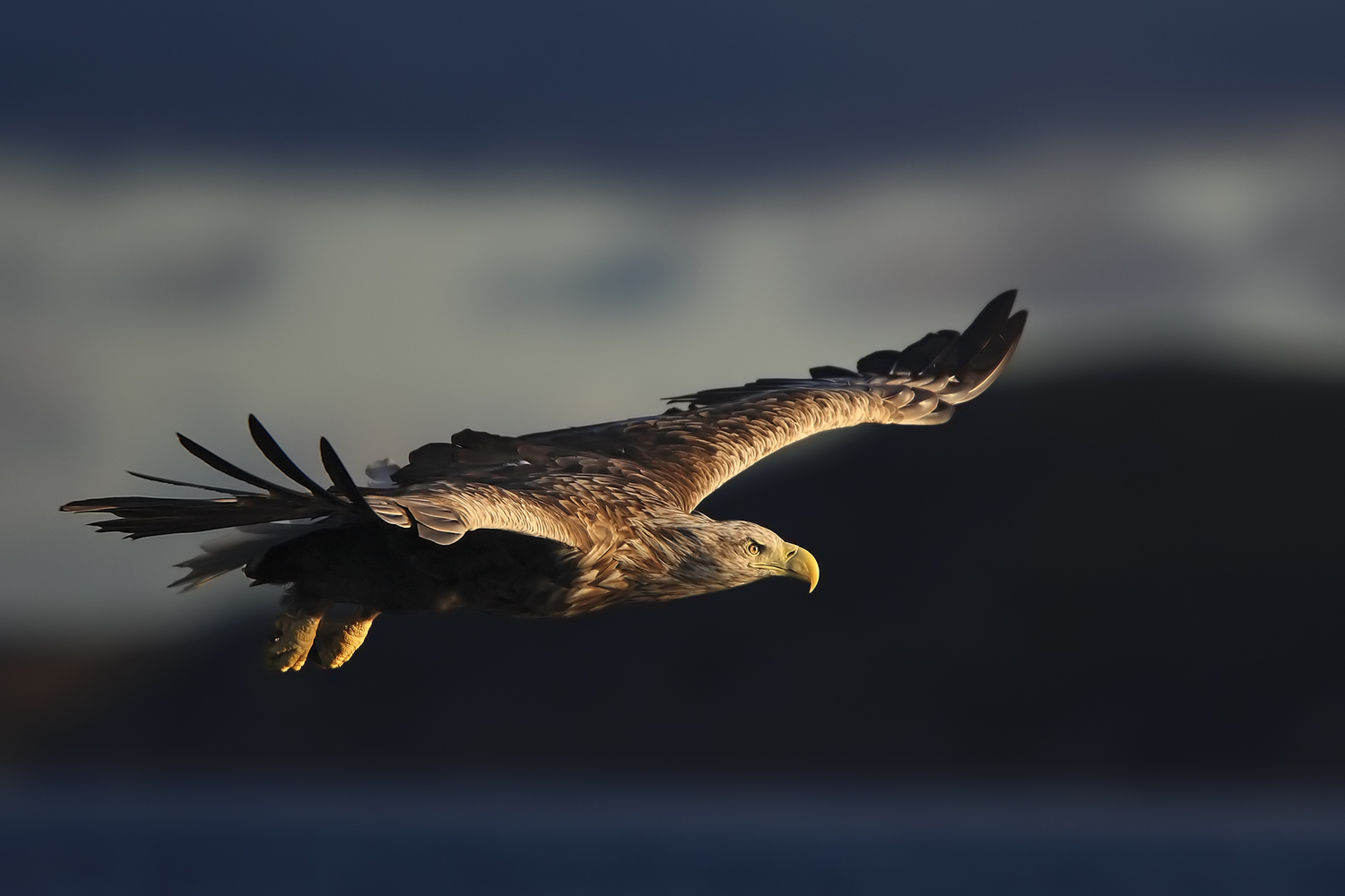 Seeadler