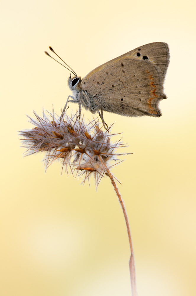 Lycaena phlaeas
