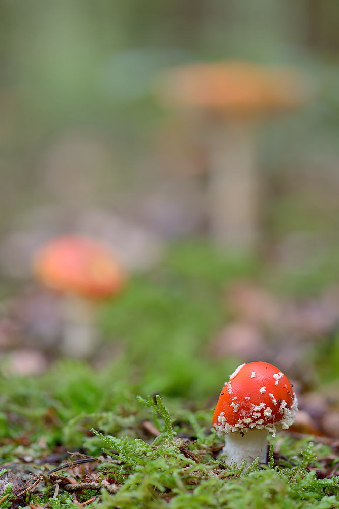 Fliegenpilze