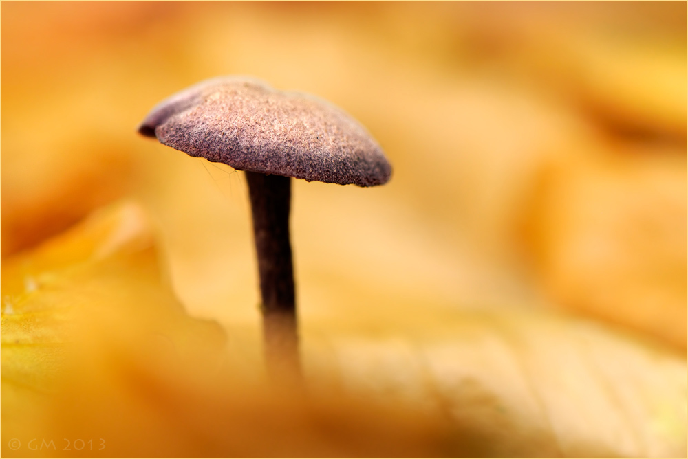 herbstmode bei trichterlings II