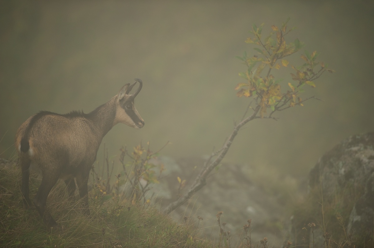 Herbstnebel