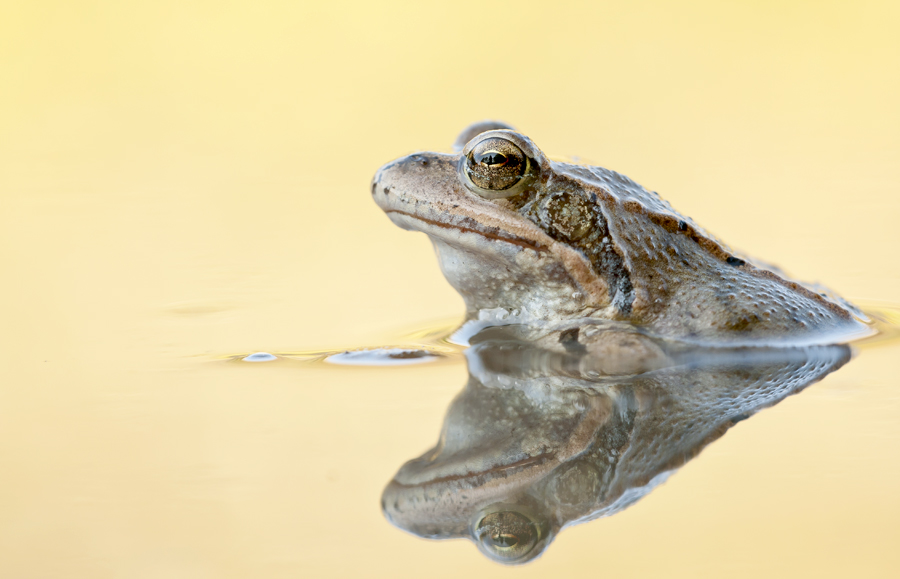 Rana Temporaria