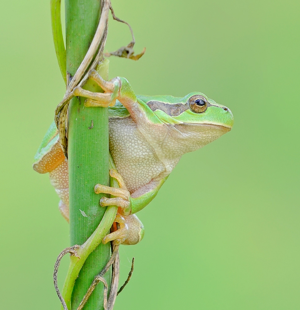 Laubfrosch