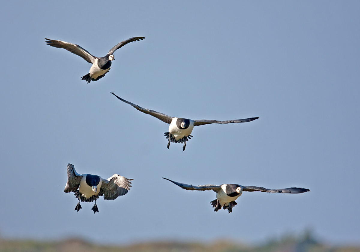 Landeanflug der Nonnengänse...