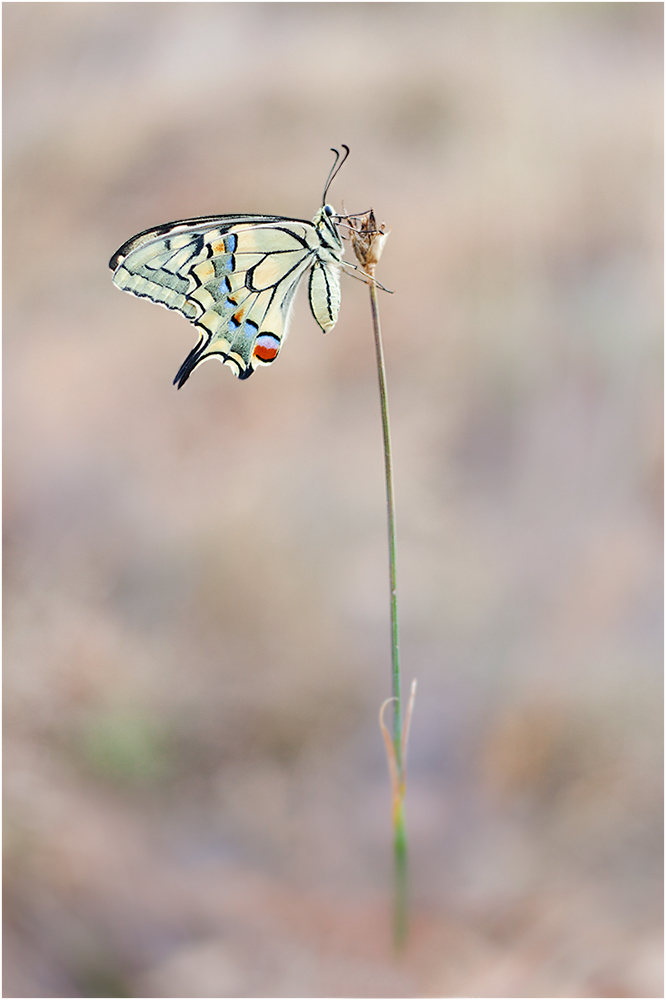 ~ Papilio machaon ~