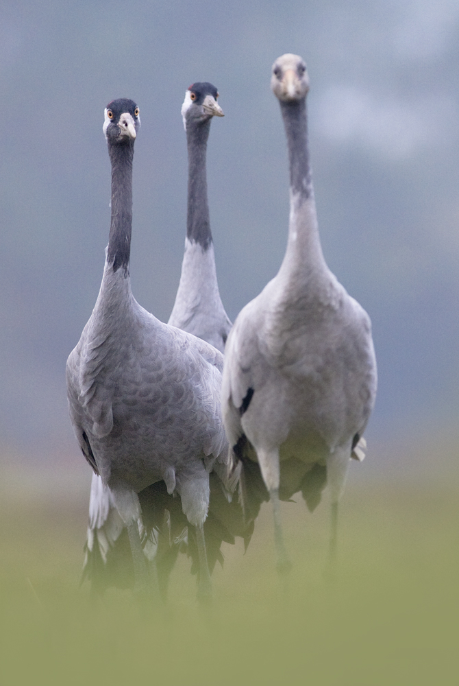 Kranich Familie