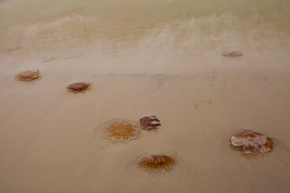 Quallen am Ostseestrand