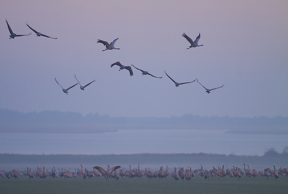 Morgens am Bodden