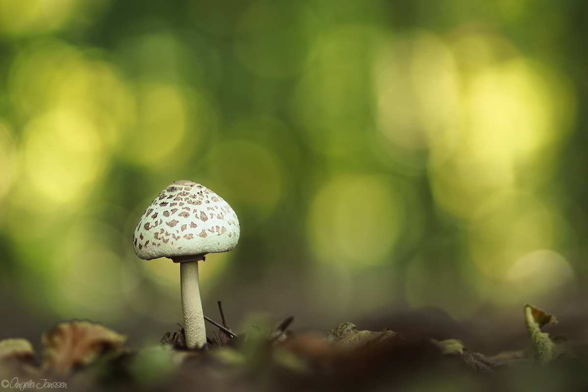 Schirmpilz im Flaresrausch