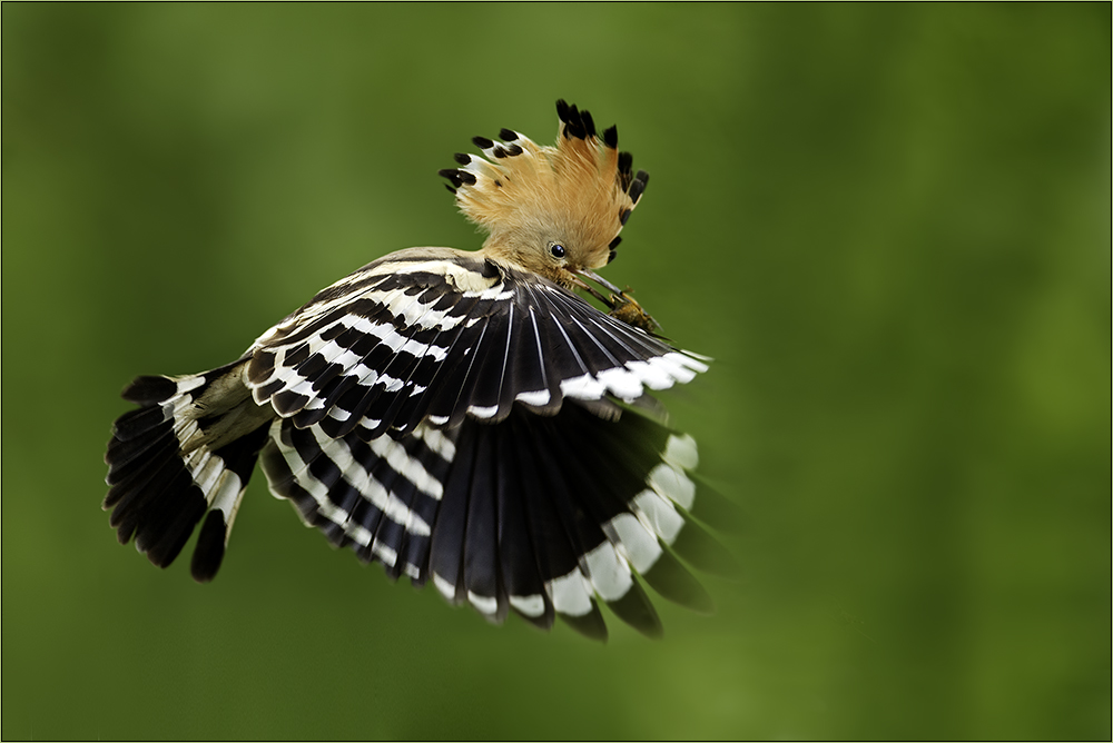 Hoopoe hoopoe