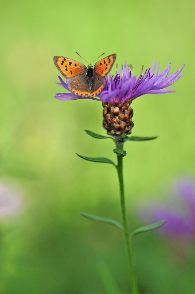 Kleiner Feuerfalter (Lycaena phlaeas)