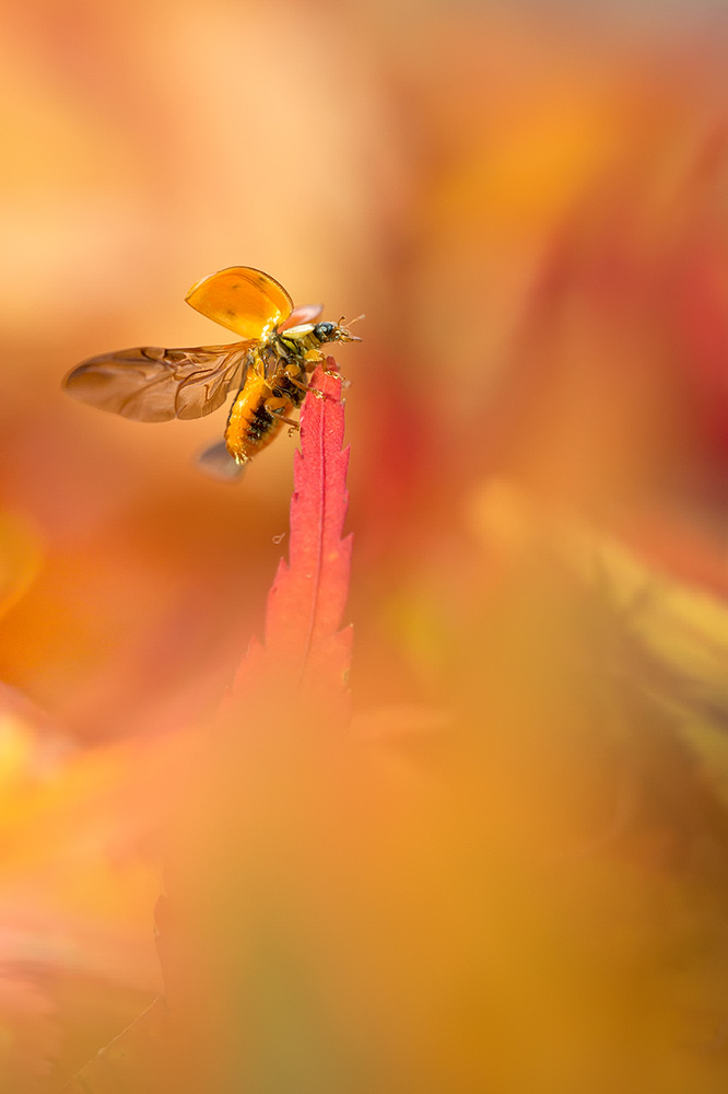 Herbstfarben