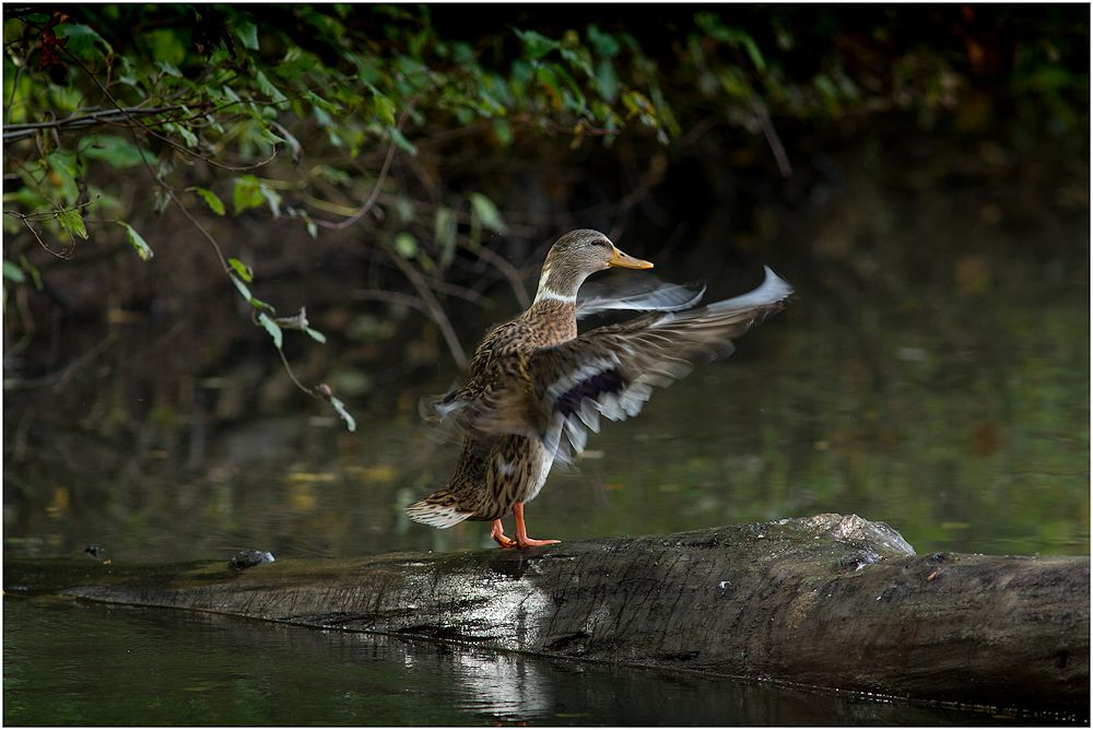 von enten...