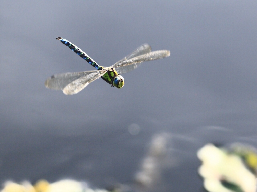 Einsame Mosaikjungfer im Flug