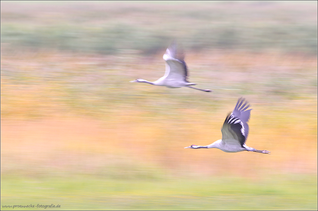 ~ Speed ~